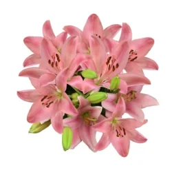 Consumer Bunch^Lidl Sale