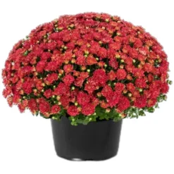Fall Mum^Lidl Online