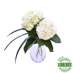 Hydrangeas^Lidl Best