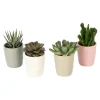 Mini Succulent^Lidl New