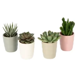 Mini Succulent^Lidl New