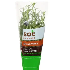 Organic Potted Rosemary^Lidl New